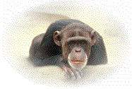 announcement chimp