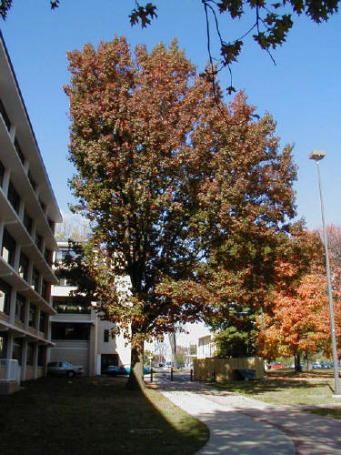 Leaf mature oak tree