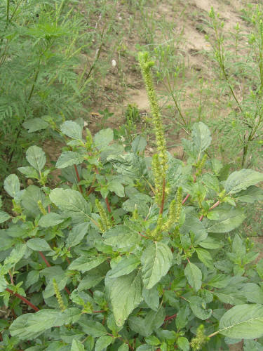 Image result for smooth pigweed